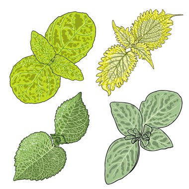 Coleus ya da boyalı ısırgan otu yaprakları. Solenostemon bitkileri, Plectranthus Spurflower koleksiyonu. Vektör. 
