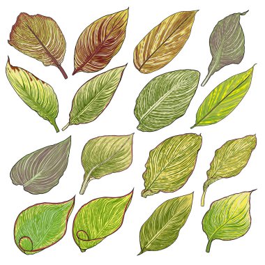 Su bitkisi yaprağı seti. Bengal Kaplanı olarak adlandırılan, sarı ve yeşil çizgili yaprak koleksiyonu. Botanik yaprakları. Vektör. 