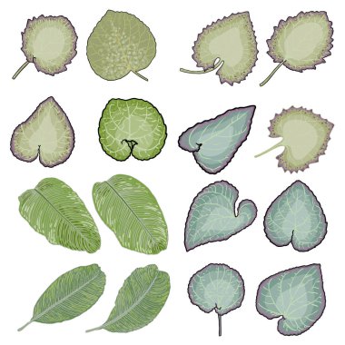 Yaprak döşeme seti Viola Walteri ya da Gümüş Mücevher ve Tropik Egzotik Barış Zambağı ya da Sansasyon bitkisi. Lavanta çiçekleri açtığında. Kuzey Amerika 'da yetişen bitkiler. Vektör.