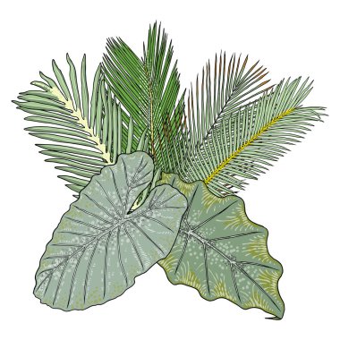 Palmiye yaprakları, renkli yeşil doku, egzotik buket arka plan. Tropikal muz canavarımsı yaprakları ve güzel egzotik bitkileri olan şık tropikal çalılar. Modaya uygun bir yaz ve şatafatlı bir çiçek. Vektör.