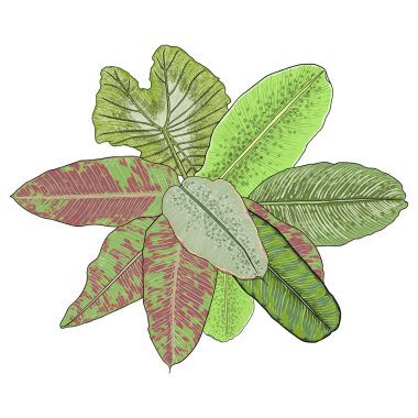 Tropikal ve çiçekli modern kart tasarımı ve tropikal yapraklar. Egzotik, yeşil otlar ve palmiye yapraklarıyla dolu bir buket. Tropik buket partisi, kozmetik spa ve güzellik salonu. Vektör. 