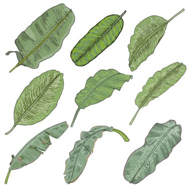 Botanik el çizimi muz ağacı yaprağı seti. Muz yaprakları palmiye dalları tropikal element koleksiyonu, meyve yaprakları çizimi. Vektör.