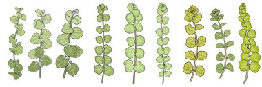 Dal seti, Moneywort veya sürünen Jenny leaf demeti ve meyan kökü. Beyaz arka planda izole edilmiş. Yapraklı el çizimi yeşil bitki dalı. Vektör.