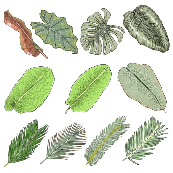 Mão Desenhado Folhas Palma Tropicais Plantas Selva Conjunto Conjunto Realista — Vetor de Stock