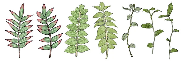 나뭇잎 가지들로 이루어진 잔가지들 솔로몬의 녹색의 양치류와 식물을 손으로 그리고 — 스톡 벡터