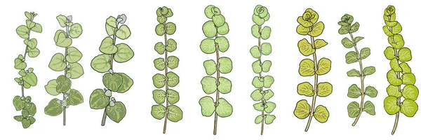 Zweige Gelbwurz Oder Kriechender Jennyblätterstrauß Und Süßholzpflanze Vereinzelt Auf Weißem — Stockvektor
