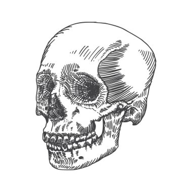 Anatomik kafatası, yıpranmış ve Müzesi kaliteli, detaylı elle çizilmiş şekil. Vektör sanat. 