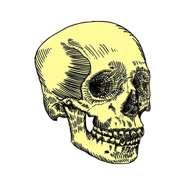 Calavera Anatómica Erosionada Calidad Museística Ilustración Detallada Dibujada Mano Arte — Vector de stock