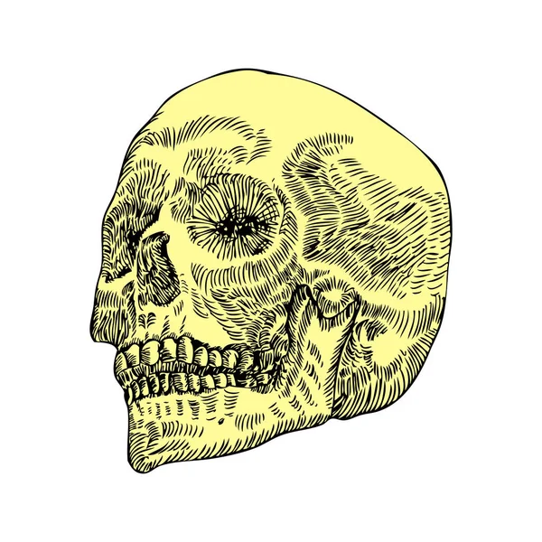 Calavera Anatómica Erosionada Calidad Museística Ilustración Detallada Dibujada Mano Arte — Vector de stock