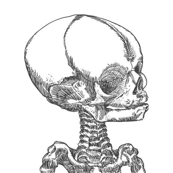 Anatomická Lebka Mládí Nebo Psi Detailní Ručně Kreslené Ilustrace Vektorové — Stockový vektor