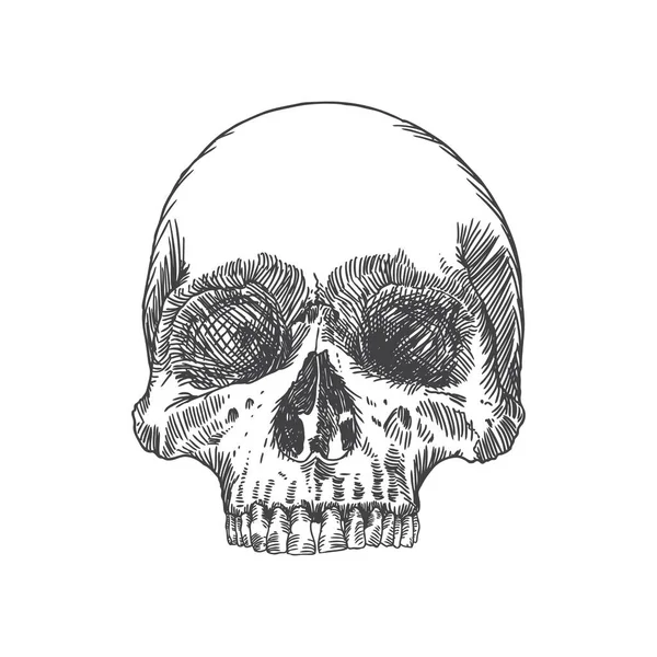 Monochrome Anatomische Zeichnung Des Schädels Ohne Unterkiefer Auf Weißem Hintergrund — Stockvektor