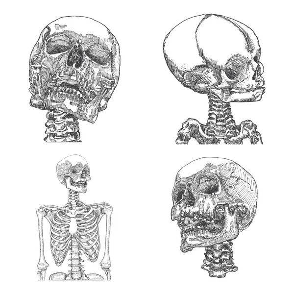Anatomik Kafatasları Farklı Yönlere Yıpranmış Müze Kalitesinde Detaylı Elle Çizilmiş — Stok Vektör
