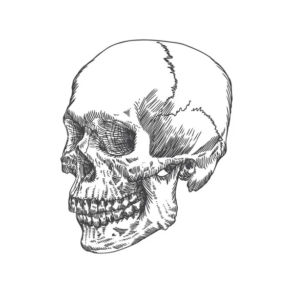 Crânio Anatômico Intemperismo Qualidade Museu Ilustração Detalhada Desenhada Mão Arte — Vetor de Stock