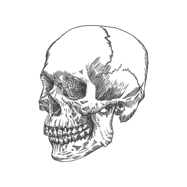 Calavera Anatómica Erosionada Calidad Museística Ilustración Detallada Dibujada Mano Arte — Vector de stock