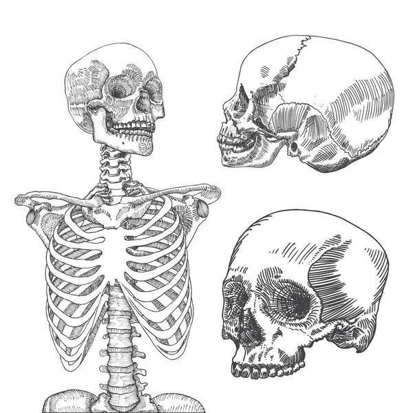 Ručně Tažené Anatomické Zdravotní Lidský Hrudní Koš Třemi Lebkami Bílém — Stockový vektor