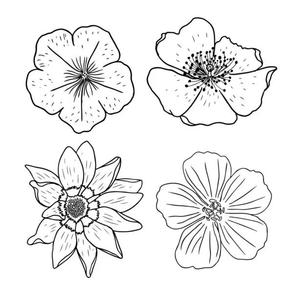 Blumensatz Handzeichnung Sammlung Von Schwarzen Und Weißen Blumen Vektor — Stockvektor