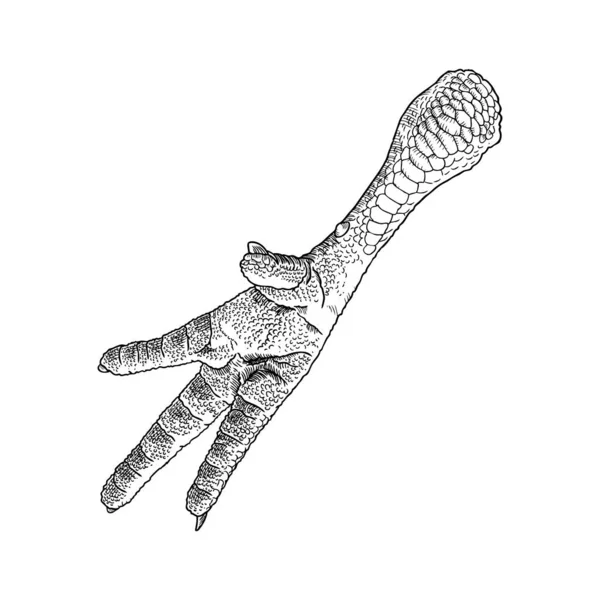 Poulet Coq Pied Dinde Style Gravure Main Oiseau Ferme Domestique — Image vectorielle