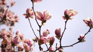 Pembe, genç ve açık bir Magnolia ağacı. Bahar mevsiminde manolya çiçekleri tomurcuklanır. Manolya ağacının güzel pembe çiçekleri hareket eden dallarla esiyor..