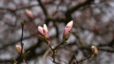 Pembe, genç ve açık bir Magnolia ağacı. Bahar mevsiminde manolya çiçekleri tomurcuklanır. Manolya ağacının güzel pembe çiçekleri hareket eden dallarla esiyor..