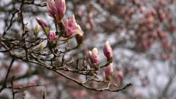 Pink young half open blooming Magnolia tree. Close up of magnolia blossoms twigs with buds in the spring season. Beautiful pink flowers of magnolia tree at breeze with moving branches. — Stock video