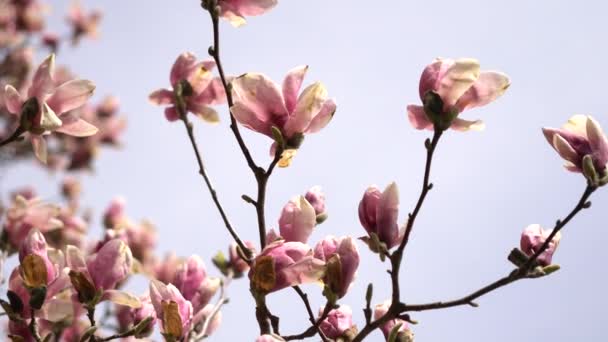 Pink young half open blooming Magnolia tree. Close up of magnolia blossoms twigs with buds in the spring season. Beautiful pink flowers of magnolia tree at breeze with moving branches. — Wideo stockowe
