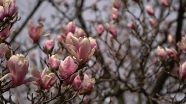 Magnolia blossom tree twigs with flower petals in spring at breeze. Close up shot of branches with pink young half open blooming in the park garden at sunny spring day. — Stock Video