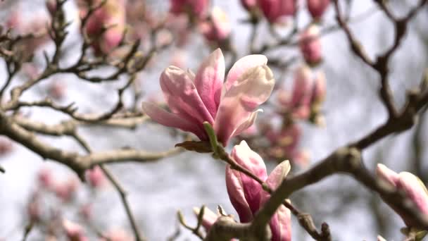 Магнолия цветет ветками деревьев с лепестками цветов весной на ветру. Крупный план ветвей с розовыми молодыми наполовину открытыми цветами в саду парка в солнечный весенний день. — стоковое видео