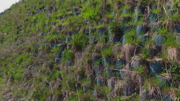 Urban gardening. Städtisch bepflanzte Grünanlagen am Straßenrand. Wuchsen üppig und Gras in den Töpfen. Selbsttragendes, sauberes grünes Gartensystem. — Stockvideo