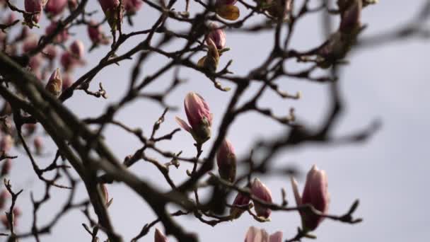 Rosa ung halv öppen blommande Magnolia träd. Närbild av magnolia blommar kvistar med knoppar under vårsäsongen. Vackra rosa blommor av magnolia träd vid bris med rörliga grenar. — Stockvideo