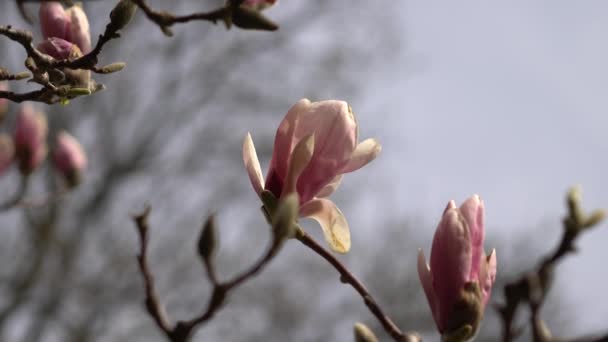 春に花の花びらが風に乗って咲くマグノリアの木の小枝。春の晴れた日に公園の庭でピンクの若い半開きの開花と枝のショットを閉じます. — ストック動画