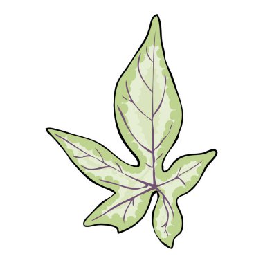 Tatlı patates asması yaprağı. Dicotipik bitki, yosun ya da sabah yaprakları. Ipomoea batatas Sebze Yam dekorasyon ve yemek için kullanılır. Vektör.