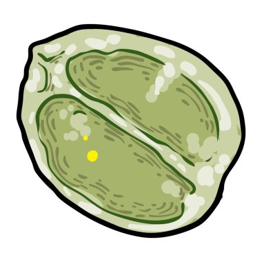 Chelsea Ağda Bitkisi yeşil yaprak. Hoya Carnosa gidiyor. Lezzetli bir ayyaş. Vektör.