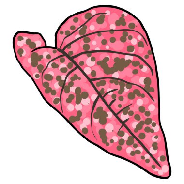 Hypoestes Pembe Su Sıçratma veya benekli bitki yaprağı. Acanthaceae familyasından Phyllostachya tropikal yaprak yaprakları. Vektör.