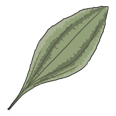 Bitki ya da geniş yapraklı muz da beyaz adamın ayak izi ve yol ekmeği, yaprak olarak adlandırılır. Çiçekli bitki yaprakları Büyük Muz, tıbbi bitki. Vektör.