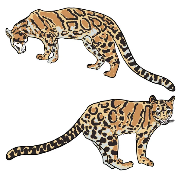 Conjunto Leopardos Desenho Gatos Selvagens Leopardo Nublado Himalaia Caça Aos — Vetor de Stock
