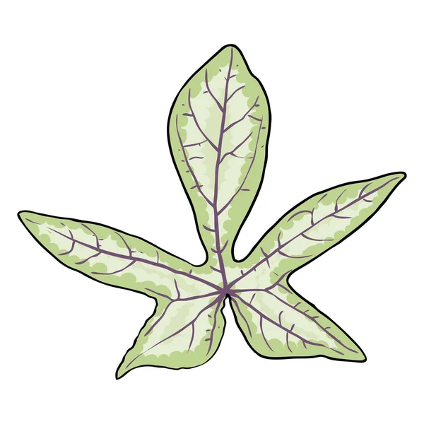 Φύλλα Γλυκοπατάτας Δίκτυλο Φυτό Bindweed Φύλλα Πρωινής Δόξας Ipomoea Batatas — Διανυσματικό Αρχείο