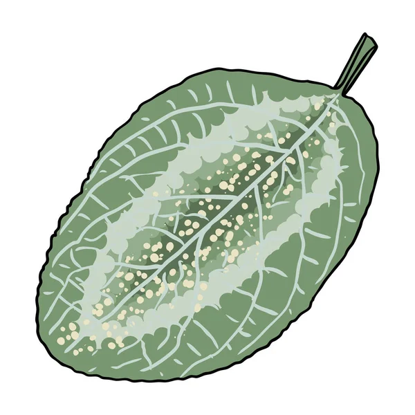 Χρυσόσκονη Φύλλο Διακοσμητικό Φυτό Dracaena Surculosa Φύλλα Διάνυσμα — Διανυσματικό Αρχείο