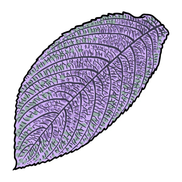 Персидский Щит Strobilanthes Фиолетовый Зеленый Лист Одомашненные Листья Растений Декоративный — стоковый вектор