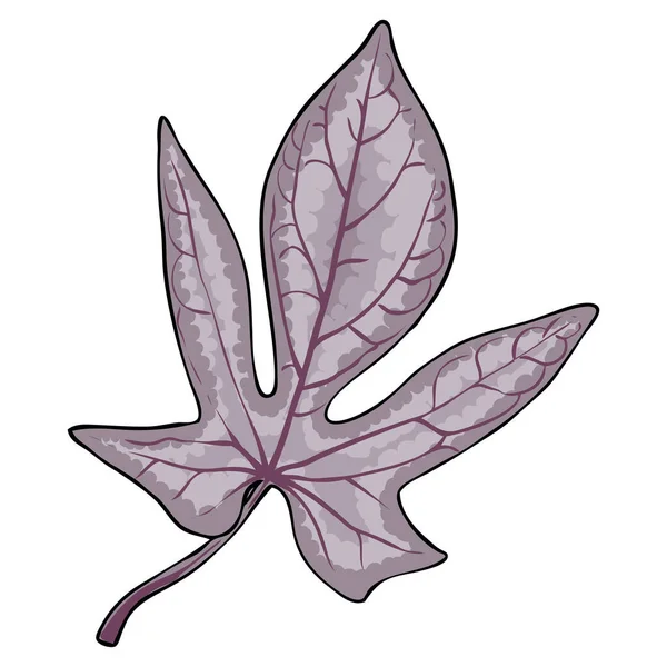 Sweet Potato Vine Leaf Dicotyledonous Plant Bindweed Morning Glory Leaves — Stock Vector