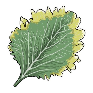 Coleus ya da boyalı ısırgan otu yaprakları. Solenostemon bitkileri, Plectranthus Spurflower. Vektör.