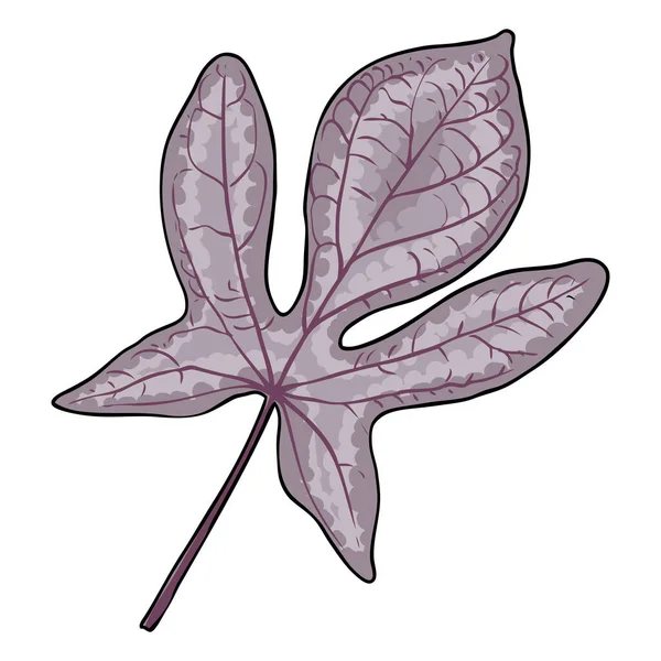 Sweet Potato Vine Leaf Dicotyledonous Plant Bindweed Morning Glory Leaves — Stock Vector