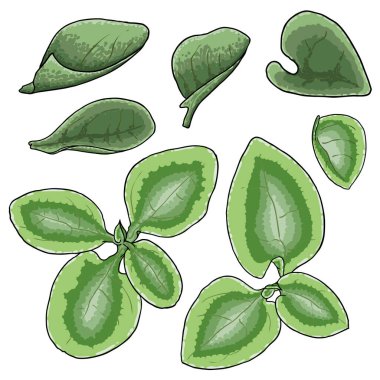 Chelsea Balmumu Bitkisi yeşil yaprak seti. Hoya Carnosa Krinkle koleksiyonunu bırakıyor. Lezzetli bir ayyaş. Vektör.