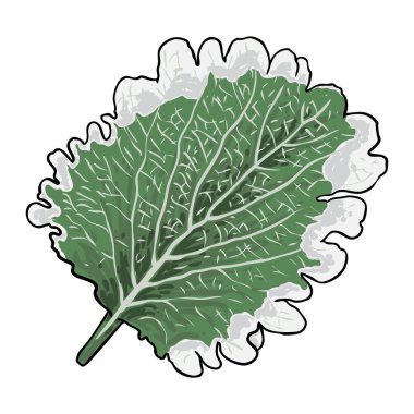 Coleus ya da boyalı ısırgan otu yaprakları. Solenostemon bitkileri, Plectranthus Spurflower. Vektör.