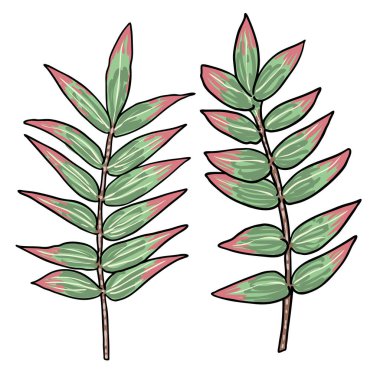 Okaliptüs dalları beyaz arka planda izole edilmiş. El çizimi suluboya taklidi. Gerçek bitki yapraklarından yapılmış dal ve yapraklar. Dekoratif yeşillik bitkileri. Vektör.