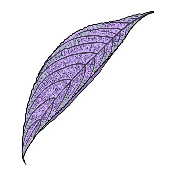 페르시아 스트로빌란 보라색 잎이다 식물의 잎입니다 장식용 꽃무늬는 바탕에 색깔을 — 스톡 벡터