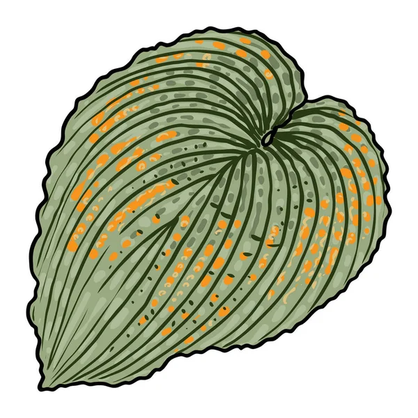 Handgetekend Gestileerd Gekleurd Hosta Blad Tropische Bladeren Geïsoleerd Wit Gedomesticeerd — Stockvector