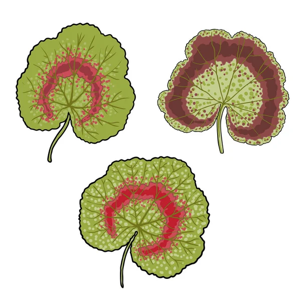 Ein Satz Blätter Von Pelargonien Oder Geranien Sammlung Von Geranienblüten — Stockvektor