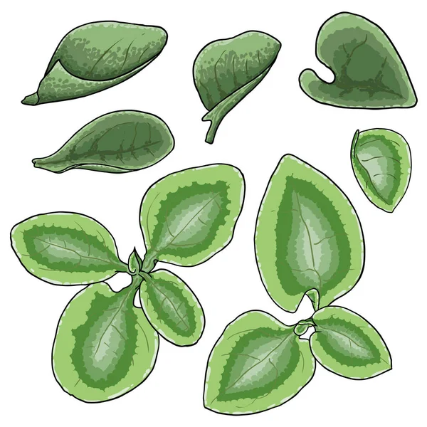 Chelsea Balmumu Bitkisi yeşil yaprak seti. Hoya Carnosa Krinkle koleksiyonunu bırakıyor. Lezzetli bir ayyaş. Vektör.