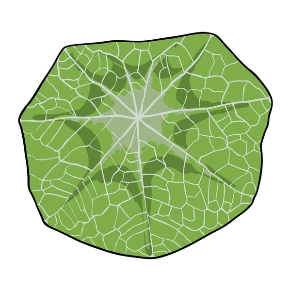 Nasturtium Tropaeolum Mamamaus Flower Leaf Nasturtium 잎그리기 Vector — 스톡 벡터