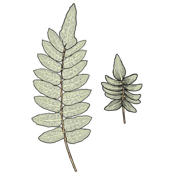 Set Aus Grünen Waldfarnen Handgezeichnetem Kunstwerk Aus Echten Natürlichen Blättern — Stockvektor
